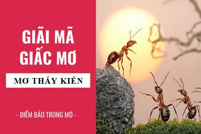 Nếu chiêm bao mơ thấy kiến thì nên đánh con gì?